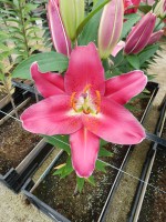 [4599 VZ W07 0198-02 No02.JPG]